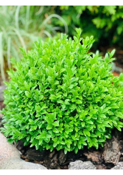 Videolu Çalı Şimşir Peyzaj Bitkisi 30 40cm 1 Adet Saksılı Dış Mekan Buxus Sempervirens