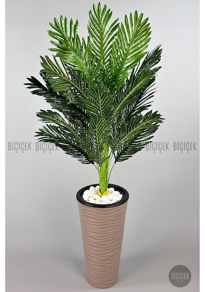 Biçiçek Areka Ağaci 150 Cm Mocha Kumsal Saksıda Tek Gövdeli̇