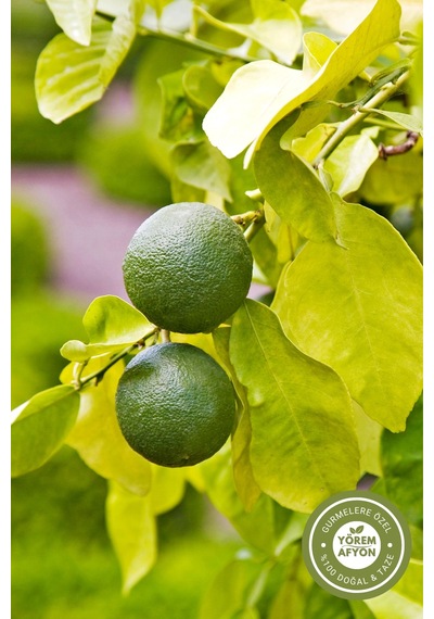 Yörem Afyon Orta Doğu Nun Yüzyıllık Tariflerinin Saklı Aroması Kurutulmuş Siyah Basra Limonu Misket Limon 40gr