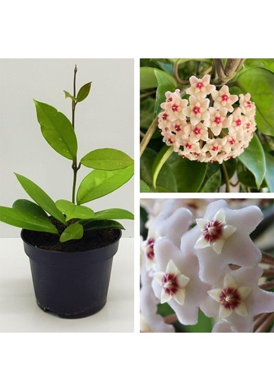 Mum Çiçeği Fidesi Hoya Carnosa Mis Kokulu Beyaz 9cm Saksıda Mum Hoya Çiçeği