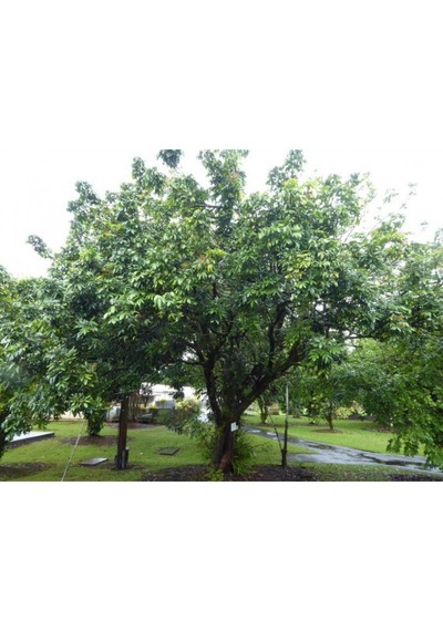 Longan Fidanı 5 Yaş 100 Cm Yerli Üretim Ve Aşısız