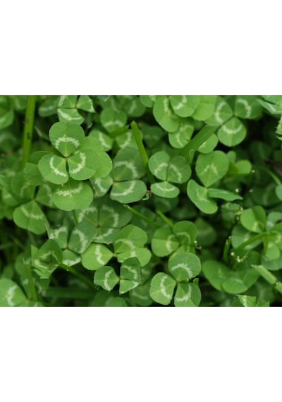 Üçgül Tohumu 250 GR Ak Üçgül Tohumu Trifolium Repens Aküçgül