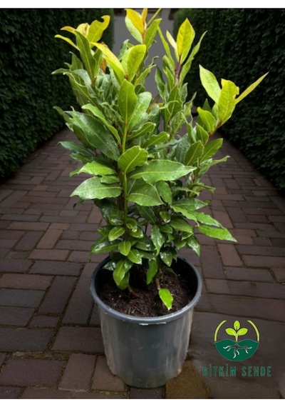 Kokulu Defne Fidanı Aromatik Defne Ağacı Bitkisi Laurus Nobilis 45-60 Cm