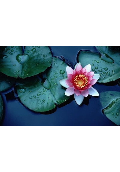 Eko Paket 5 Tohum İthal Lotus Tohumu Nilüfer Lotus Çiçeği Zambak