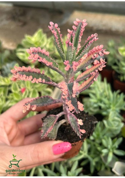 Pembe Aşkın Gözyaşı Çıcegi 5.5 Cm Saksıda 5-15cm Degişen Boyutta