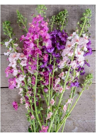 10 Adet Verbascum Phoenicium Mix Tohumu
