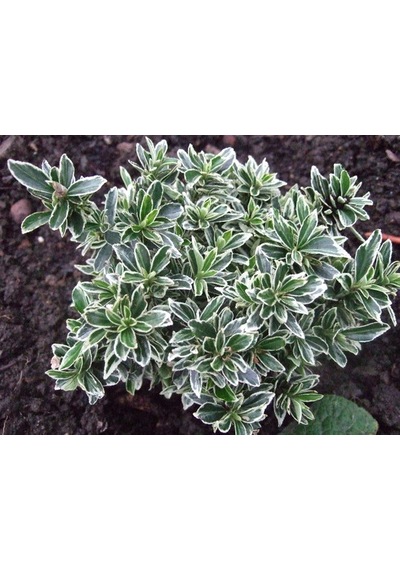 Alaca Taflan Fidanı 30-50 Cm Euonymus Japonica Variegata Da