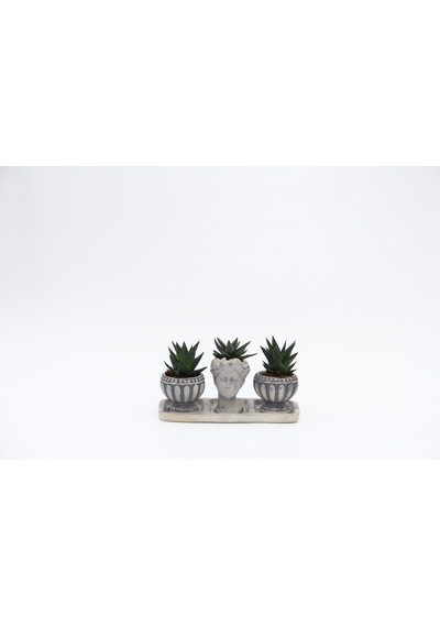 Trio Helen Gri Sukulent Seti - Haworthia Limifolia. Pumila