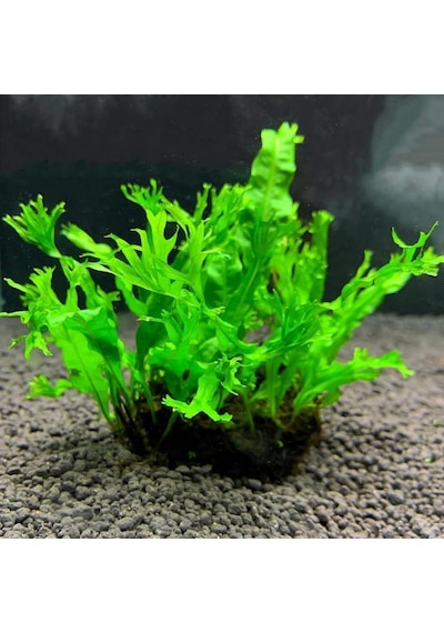 Özel Tür İthal Windelov Java Fern 1 Kök Kolay Ve İhtişamlı Akvaryum Bitkisi Canlı Akvaryum Bitk