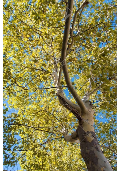 Batı Çınarı Fidanı 10 Adet - Platanus Occidentalis