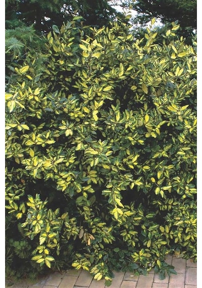 Altuni Süs İğdesi Fidanı 40-60 cm