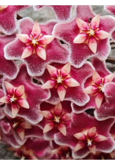 Videolu Pembe Mum Çiçeği Hoya 1 Adet Saksılı/tüplü 10-20cm Iç Mekan Salon Bitkisi Pink Hoya Carnosa