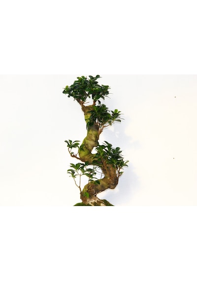 GİNSENG 10 YAŞINDA  60 CM