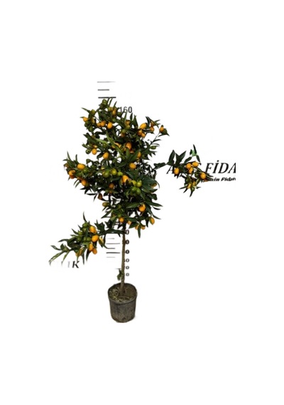 5 Yaş 150-200 Meyveli Saksıda Nagami Kamkat Fidanı 150-180 Cm
