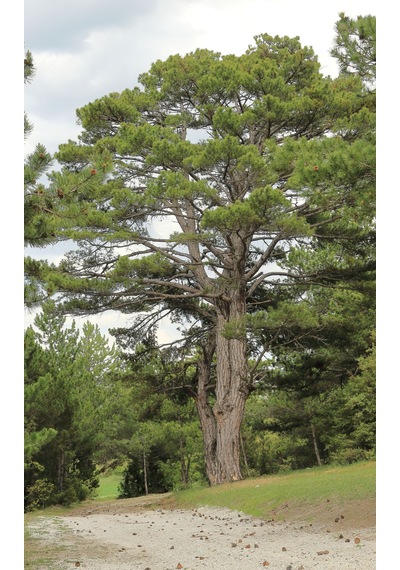 Tüplü Fıstık Çamı Fidanı Pinus Pinea - Bahçe Ve Peyzaj İçin 4 Mevsim Dikilebilir Canlı Çam Ağacı Fidanı