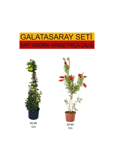 2'li Takımseti Sarı Yasemin+kırmızı Çalı Fırçası