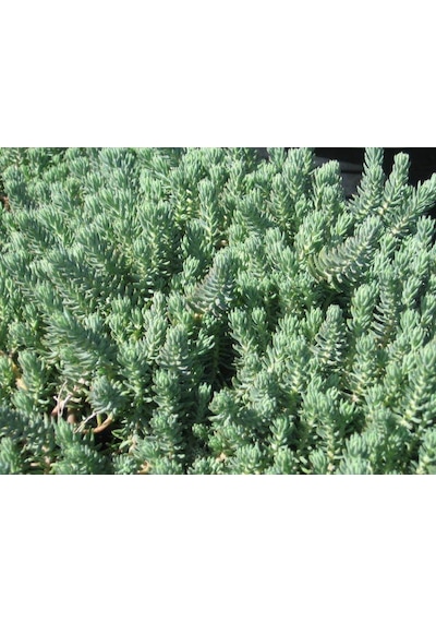 Sedum Reflexum Dam Koruğu Yer Örtücü-yayılıcı Bitki 135 Adet