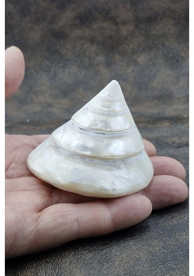 Spiral Silver Shell Deniz Kabuğu 33-ss