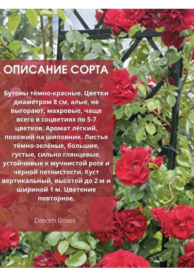 Dream Roses Amadeus Gül Fides 209850836