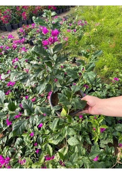 Canlı Dolgun Formlu Mor Renk Begonvil Çiçeği 40-60cm Purple Bougainvillea