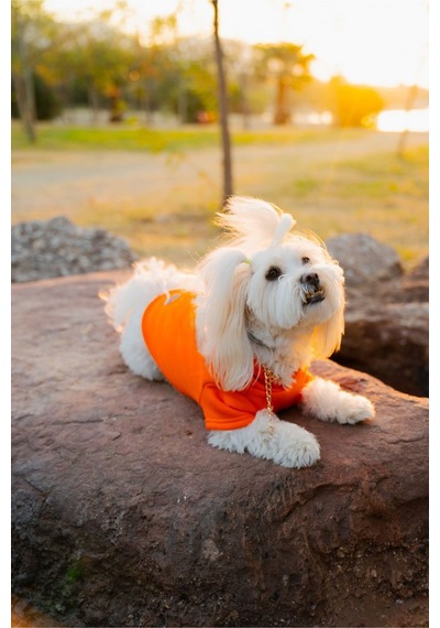 Kedi & Köpek Kıyafeti Elbiseleri Kıyafetleri Sweatshirt - Garfield Surat Baskılı Turuncu Sweatshirt