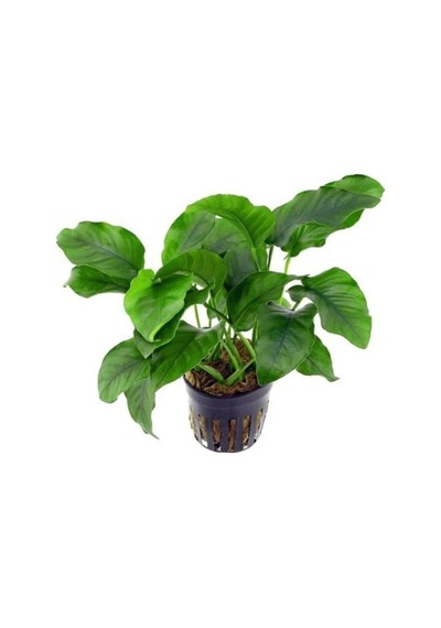 Anubias Barteri V. 5-6 Yapraklı Kök Canlı Bitki
