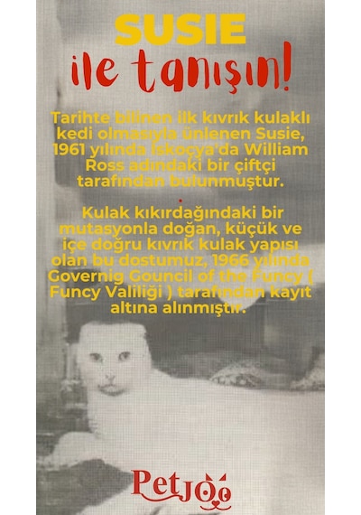 Petjoo 3.Susie Kırmızı-Sarı Qr'lı Kedi Künyesi