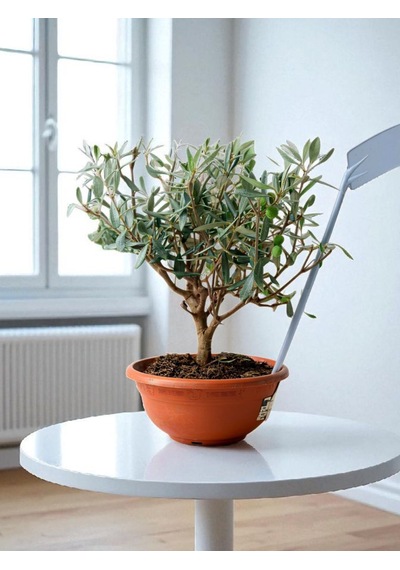 Bitkitürk-zeytin Veren Bonsai İthal 9 Yaşında