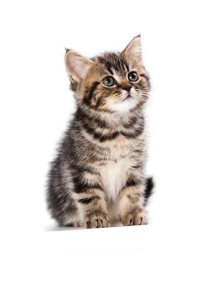 Sevimli Yaramaz Kedi Araba Sticker Etiket 18Cm M1