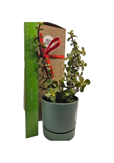 Para Çiçeği Crassula Ovata Canlı Bitki, Saksılı, 10cm Çap, 25cm Yükseklik, Karışık Renkli Saksı, Hediye Kutu Diğer