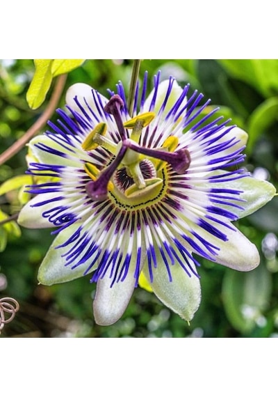 Passiflora Çiçeği Tohumu 5+ Tohum Çarkıfelek Çiçeği Tohumları Saksı Ve Bahçe Yetiştiriciliğine Uygun