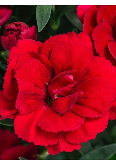 Kokulu Bodur Cins Kırmızı Renk Karanfil Çiçeği 1 Adet Saksılı 15-25cm Red Dianthus