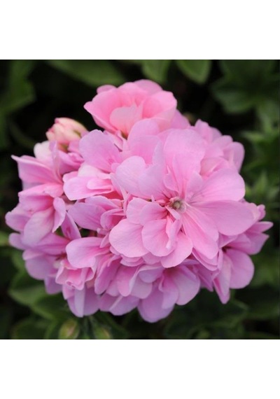 Pembe Çiçekli Grandeu İvy Pink Sakız Sardunya Çiçeği Fidesi