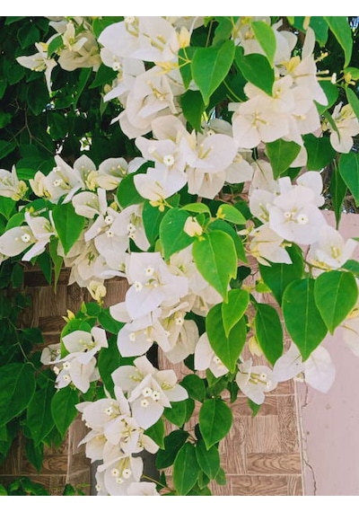 Videolu Beyaz Begonvil Sarmaşığı Çiçeği Fidanı 30-50 Cm Saksılı Çiçekli Bodur White Bougainvillea