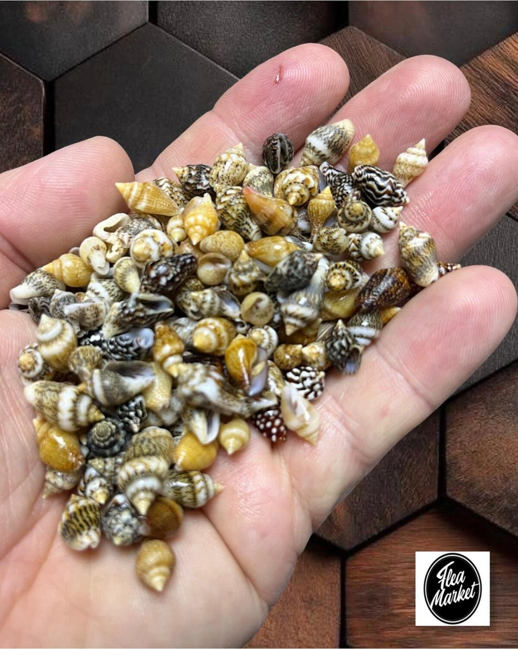 Gerçek Deniz Kabuğu - Specialnassashell - 200 Adet - Ort. 1cm