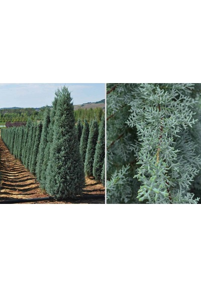 Mavi Servi Cupressus Arizona Tohumu 100 Gr.