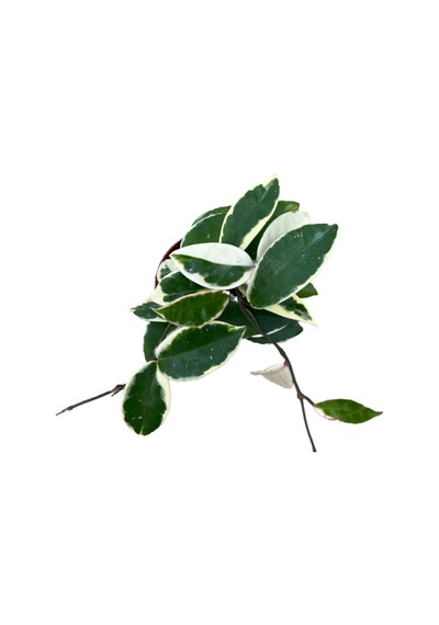 Hoya Carnosa 'variegata' Mum Çiçeği Ø8,5 Cm Y10-15 Cm