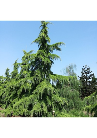 Tüplü Himalaya Sediri cedrus Deodora Fidanı