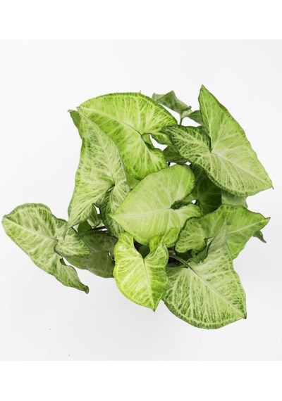 Melek Kanadı Çiçeği 20-30 Cm Saksılı Iç Mekan Bitkileri Syngonium Podophyllum