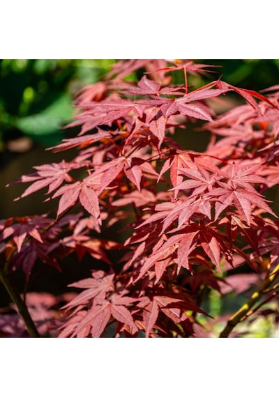 "kırmızı Yapraklı Japon Akçaağaç Fidanı - 40-50 Cm,