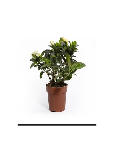 Videolu 1 Adet Hediyelik Yoğun Kokulu Gardenya Çiçeği 20-30 Cm Saksılı Iç Mekan Bitkileri Gardenia