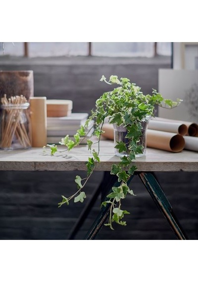 Ikea Hedera Helıx Canlı Bitki, Yeşil, 13 Cm, Sarmaşık