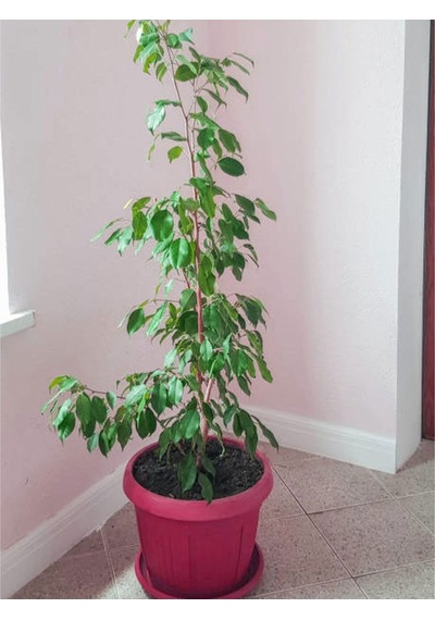 Şeflera 3lü , Beşparmak Çiçeği