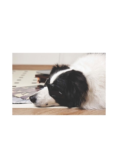 M-pets Sunny Trailblazer Köpek Gözlüğü Siyah 15,7x7,5 Cm 244-54042.01