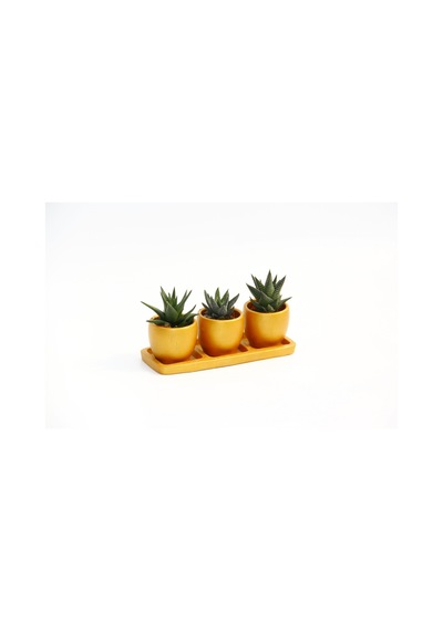 Trio Orange Sukulent Seti - 3lü Haworthia