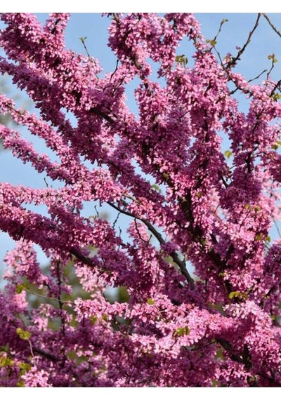 Pembe Erguvan Ağacı Fidanı 1 Adet Saksılı/tüplü 50-70cm Pi Nk Cerci S Diğer
