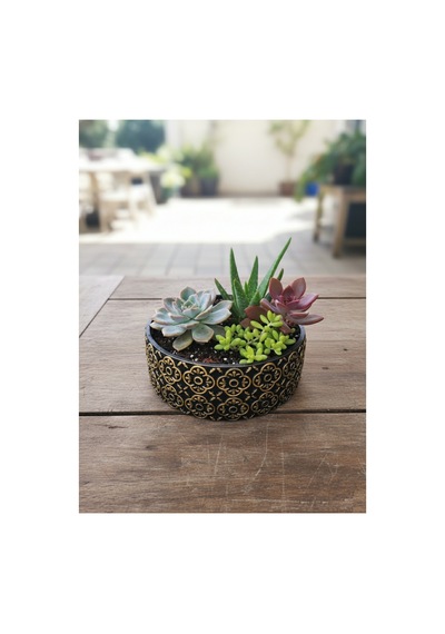 Beton Saksı Sukulent Bonzai Teraryum Arajman Çiçek Saksısı Bitkiler Hariç 18x7cm Siyah-altın