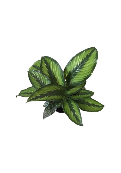 Calathea 'Beauty Star' (Dua Çiçeği) Ø12 CM Y30-35 CM