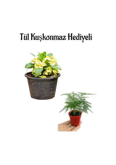 Öğretmenler Gününe Özel Sarı Renk Milli Dikenler Tacı Çiçeği Tül Kuşkonmaz Hediyeli