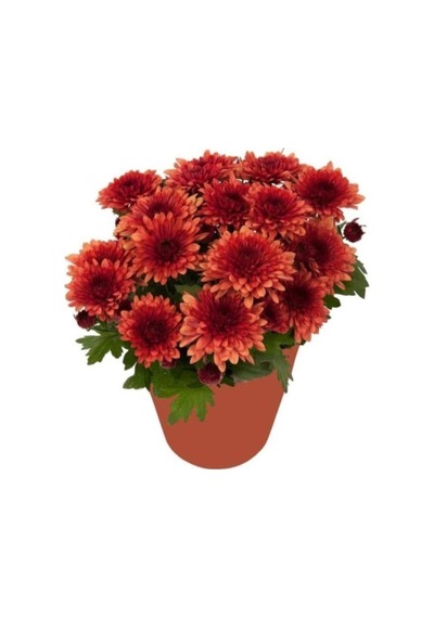 Kırmızı Kasımpatı Hüzün Çiçeği Krizantem 5-10 Cm